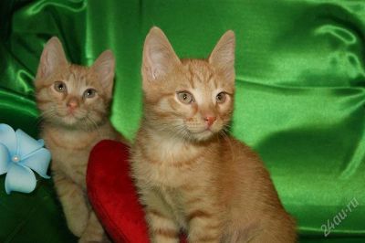 Лот: 2378817. Фото: 1. отдам котят!. Кошки, котята