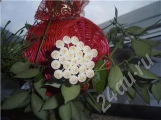 Лот: 436286. Фото: 1. Hoya lacunosa (Хойя лакуноза). Горшечные растения и комнатные цветы