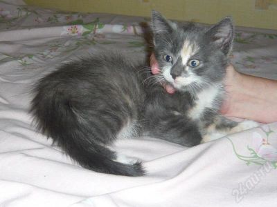 Лот: 397112. Фото: 1. Отдам котят. Остальные животные