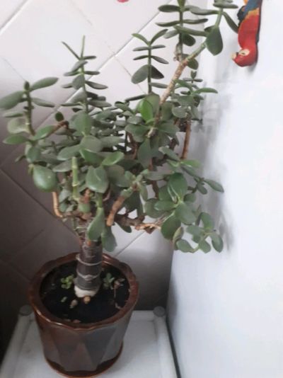 Лот: 11291582. Фото: 1. Денежное дерево. Горшечные растения и комнатные цветы