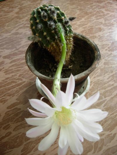 Лот: 9958831. Фото: 1. Кактус эхинопсис взрослый. Горшечные растения и комнатные цветы