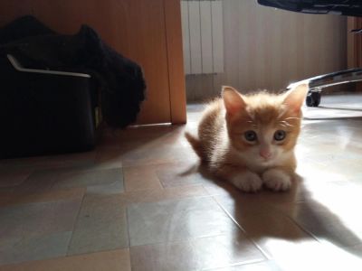 Лот: 4390268. Фото: 1. Котёнок, мальчик, 1.5 месяца. Кошки, котята
