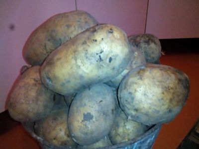 Лот: 7551159. Фото: 1. Продам картофель крупный, хорошего... Картофель