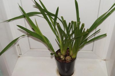 Лот: 6605589. Фото: 1. Орхидея цимбидиум, цвет неизвестен. Горшечные растения и комнатные цветы