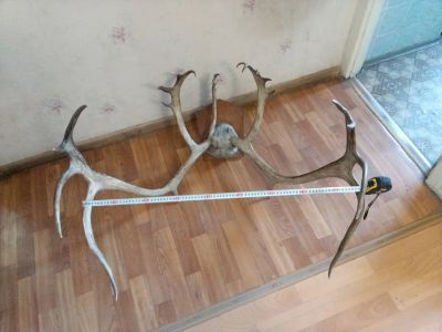 Лот: 21076184. Фото: 1. рога оленя. Чучела животных, рога, шкуры