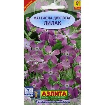 Лот: 11025398. Фото: 1. Матиола Лилак двурогая. Садовые цветы