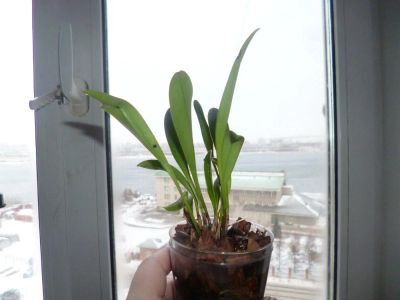 Лот: 4930760. Фото: 1. Орхидея Масдеваллия. Горшечные растения и комнатные цветы