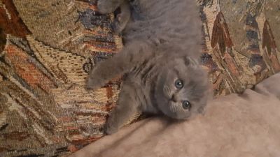 Лот: 4264948. Фото: 1. Шотландская вислоухая девочка. Кошки, котята