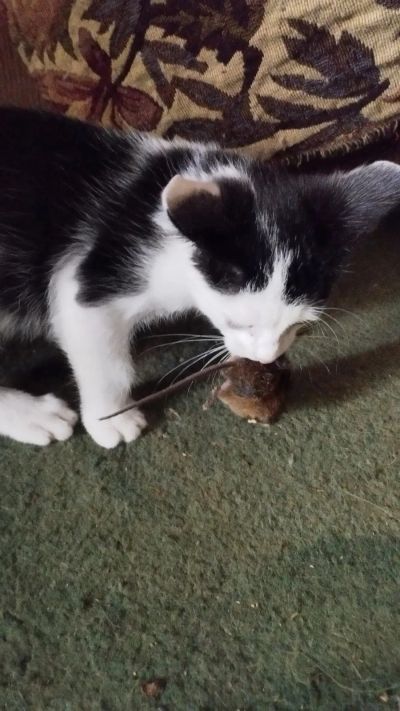 Лот: 25634517. Фото: 1. Котенок чёрно-белый 2 месяца. Кошки, котята