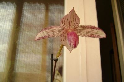 Лот: 4436053. Фото: 1. Орхидея пафилопедиум цветет.Delrosi. Горшечные растения и комнатные цветы