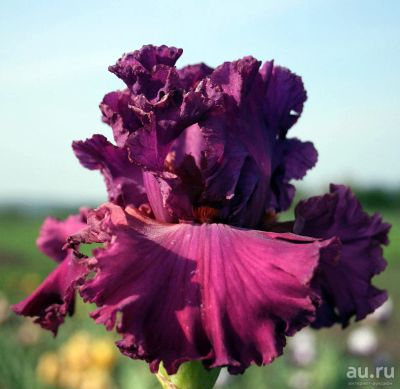 Лот: 14066823. Фото: 1. Ирис №169 ruby morn. Садовые цветы