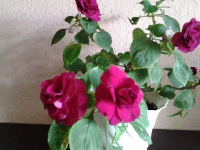 Лот: 7946773. Фото: 1. Бальзамин Purple Pinata. Горшечные растения и комнатные цветы