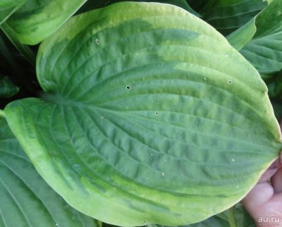 Лот: 9529104. Фото: 1. хоста Абигуа Мунбим (hosta 'Abiqua... Садовые цветы