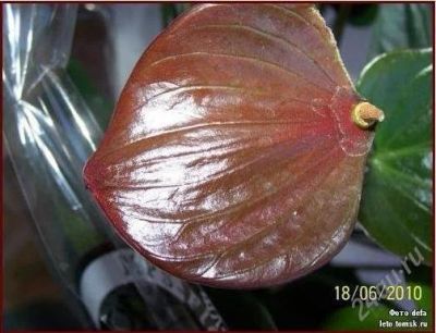 Лот: 2863263. Фото: 1. Антуриум " Anthedesia Chocolate... Горшечные растения и комнатные цветы