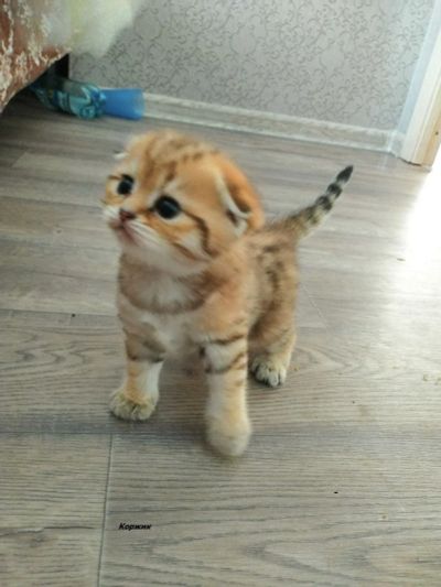 Лот: 15426369. Фото: 1. Шотландская вислоухая и прямоухая... Кошки, котята