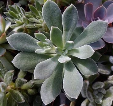 Лот: 11609237. Фото: 1. Эхеверия pulvinata stricta (суккулент... Горшечные растения и комнатные цветы