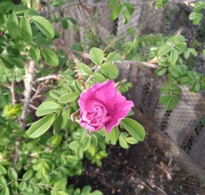 Лот: 20723523. Фото: 1. Чайная роза кустарник саженец. Декоративные кустарники и деревья