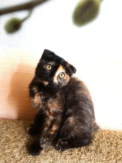 Лот: 5590342. Фото: 1. Милая вислоухая кошечка. Кошки, котята