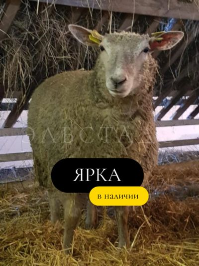 Лот: 18144052. Фото: 1. Ярка Красноголовые Шароле Британской... Остальные животные