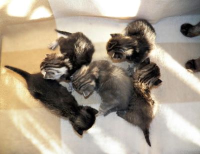 Лот: 4874607. Фото: 1. 5 чудесных новогодних котят от... Кошки, котята