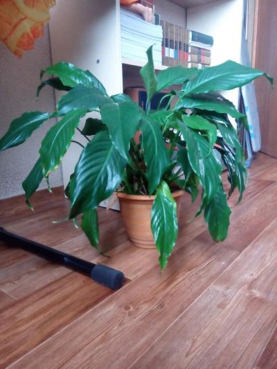 Лот: 7461316. Фото: 1. спатефилиум. Горшечные растения и комнатные цветы
