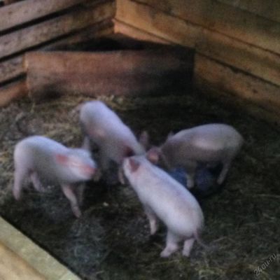 Лот: 5614447. Фото: 1. Продам поросят!. Другое (растения и животные)