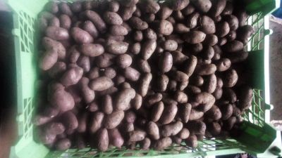 Лот: 14764011. Фото: 1. Картофель фиолетовый, на следующий... Картофель