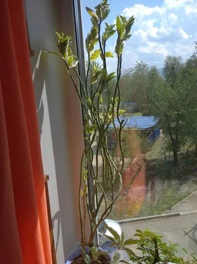 Лот: 9675849. Фото: 1. Педилантус Красивый в Новом голубом... Горшечные растения и комнатные цветы