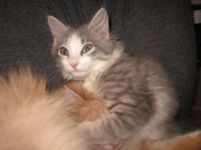 Лот: 3180964. Фото: 1. Отдам котенка. Кошки, котята