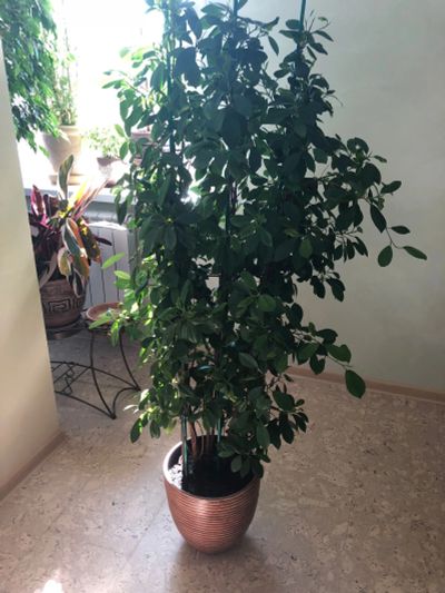 Лот: 12077483. Фото: 1. Каучуковый Фикус. Горшечные растения и комнатные цветы