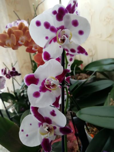 Лот: 18675911. Фото: 1. Орхидея фаленопсис "Polka Dots... Горшечные растения и комнатные цветы
