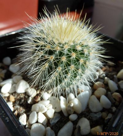 Лот: 15772231. Фото: 1. Кактус Нотокактус Notocactus leninghausii. Горшечные растения и комнатные цветы