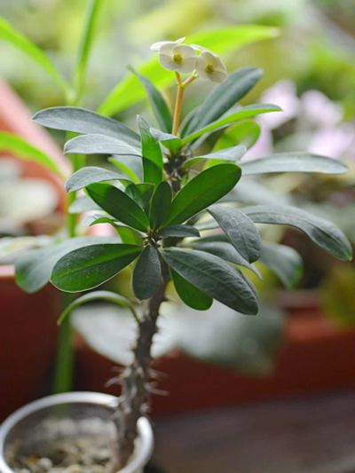 Лот: 13059637. Фото: 1. Эуфорбия Миля Euphorbia milii. Горшечные растения и комнатные цветы