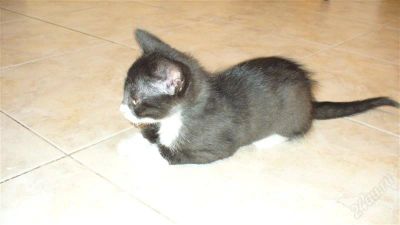 Лот: 2453970. Фото: 1. котёнок. Кошки, котята