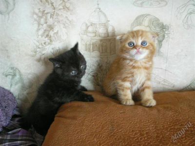Лот: 2788529. Фото: 1. Котята шотландские. Кошки, котята