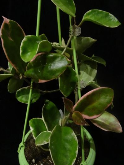 Лот: 16410359. Фото: 1. Хойя- Hoya carnosa big round leaves... Горшечные растения и комнатные цветы