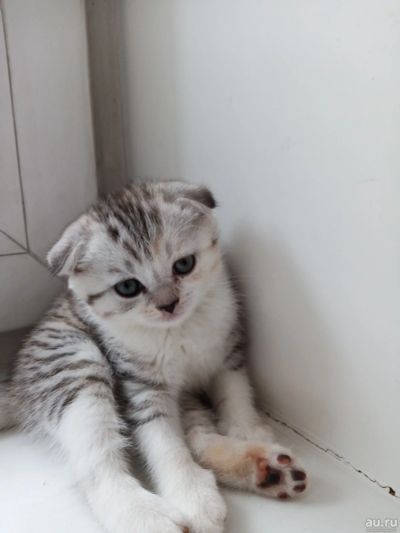 Лот: 17342768. Фото: 1. Шотландские котята. Кошки, котята