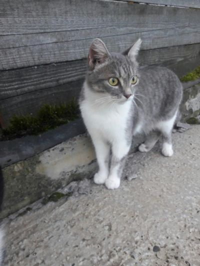 Лот: 16174524. Фото: 1. кошка, котенок отдам. Кошки, котята