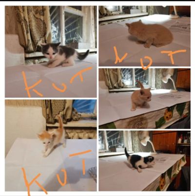 Лот: 19373231. Фото: 1. Котята. Кошки, котята