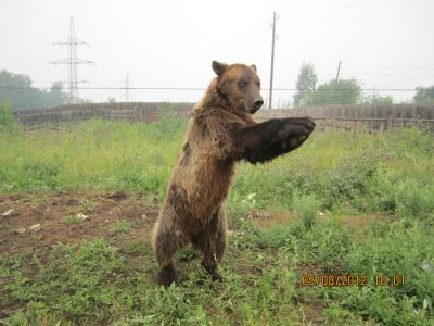 Лот: 7255904. Фото: 1. Продам щенков Западно-сибирской... Собаки, щенки