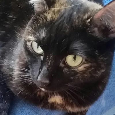 Лот: 6780819. Фото: 1. Мелкая пантера в хорошие руки). Кошки, котята