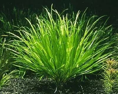 Лот: 6766368. Фото: 1. Бликса японская (Blyxa japonica... Водные растения