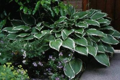 Лот: 11068343. Фото: 1. Хоста Альбомаргината (Hosta Undulata... Садовые цветы