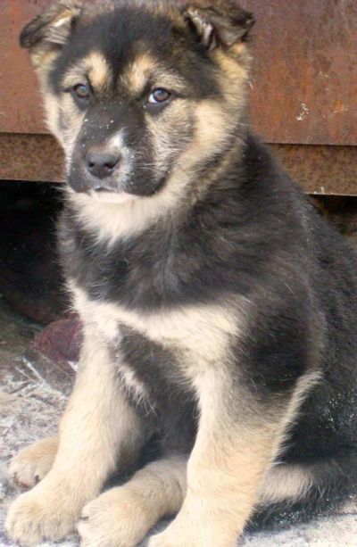 Лот: 3735751. Фото: 1. Отдается щенок мальчик. Собаки, щенки