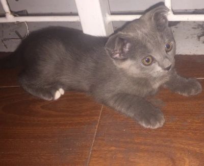 Лот: 11789949. Фото: 1. Шотландка. Кошки, котята