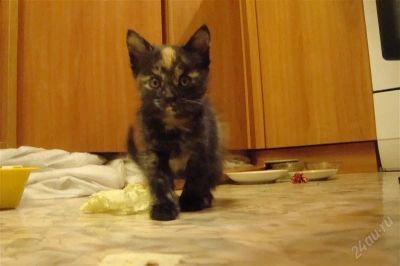 Лот: 2323449. Фото: 1. Отдам котенка. Кошки, котята