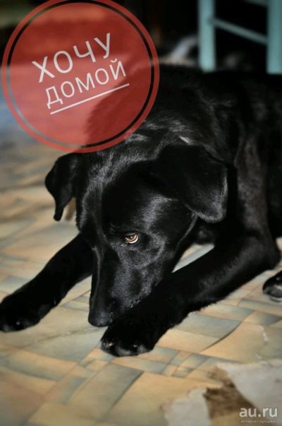 Лот: 13161786. Фото: 1. Помогите девочке найти добрых... Собаки, щенки