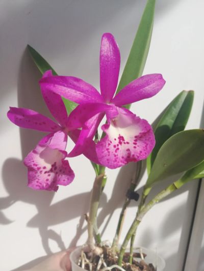Лот: 18920233. Фото: 1. Орхидея взрослая, цветшая деленка. Горшечные растения и комнатные цветы