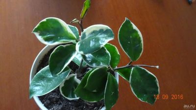 Лот: 16402129. Фото: 1. Хойя- Hoya carnosa (white margin... Горшечные растения и комнатные цветы