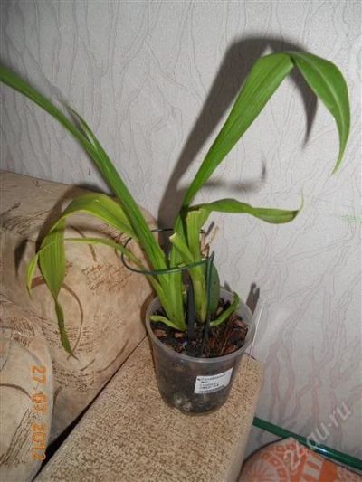Лот: 1972659. Фото: 1. орхидея зигопеталум. Горшечные растения и комнатные цветы